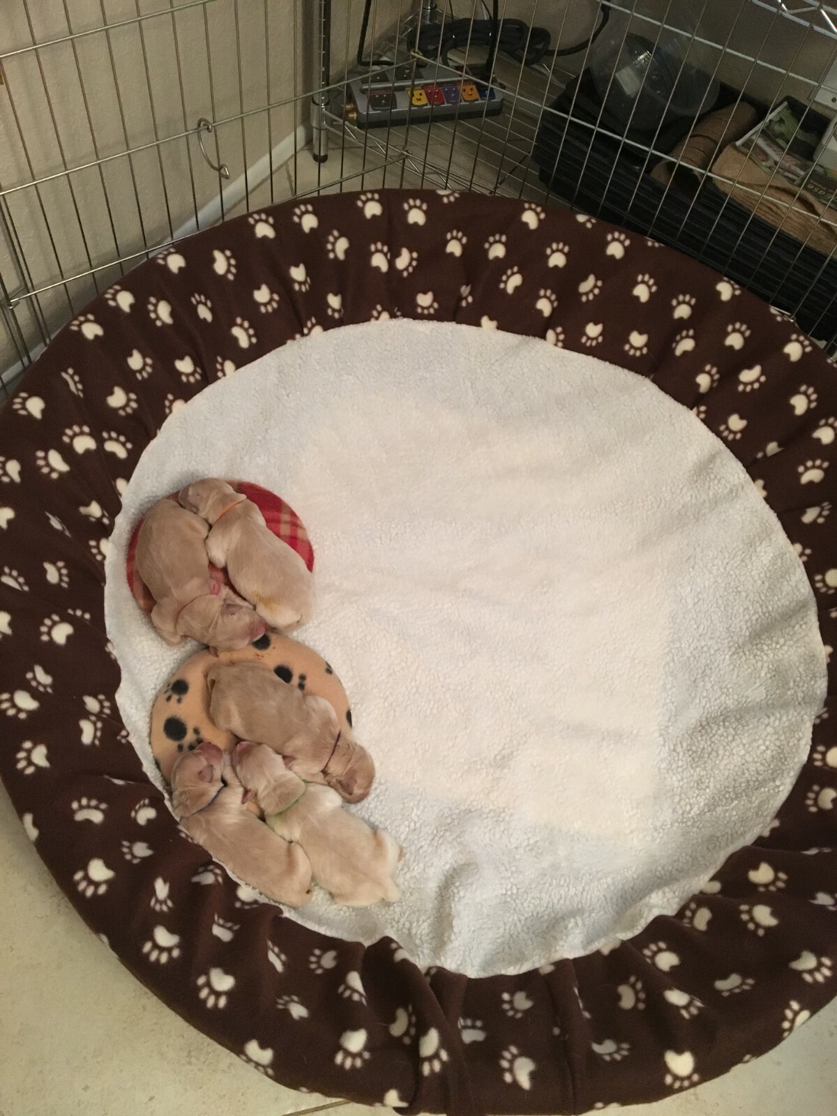 SHIPS FREE! LARGE Size Kiddie Pool Cover Liner for Whelping Puppies Dogs