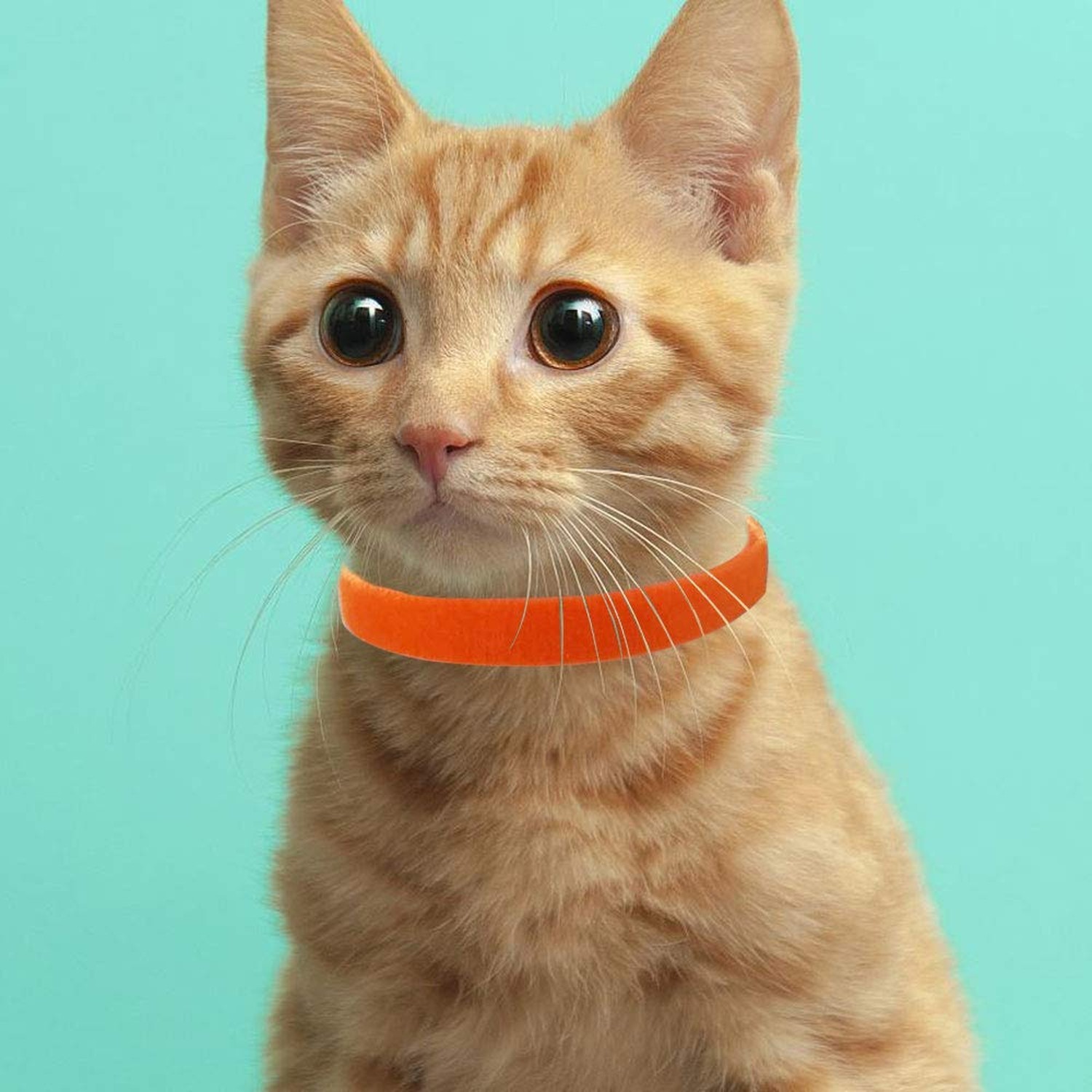 15 Colors Puppy ID Collars,Soft, Adjustable & Reusable，Suitable for Newbo
