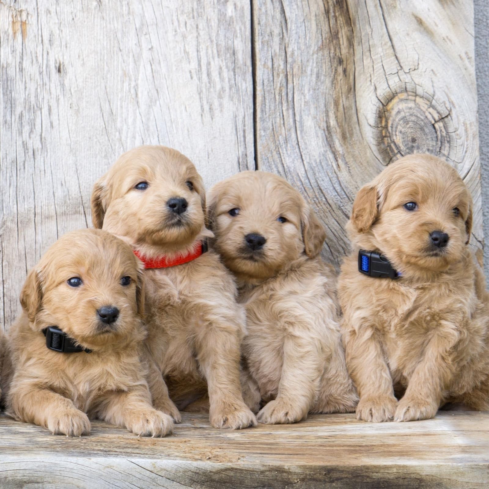 Okuna Outpost Puppy Collars – Quick-Release Buckle – Color-Coded Adjustable P…