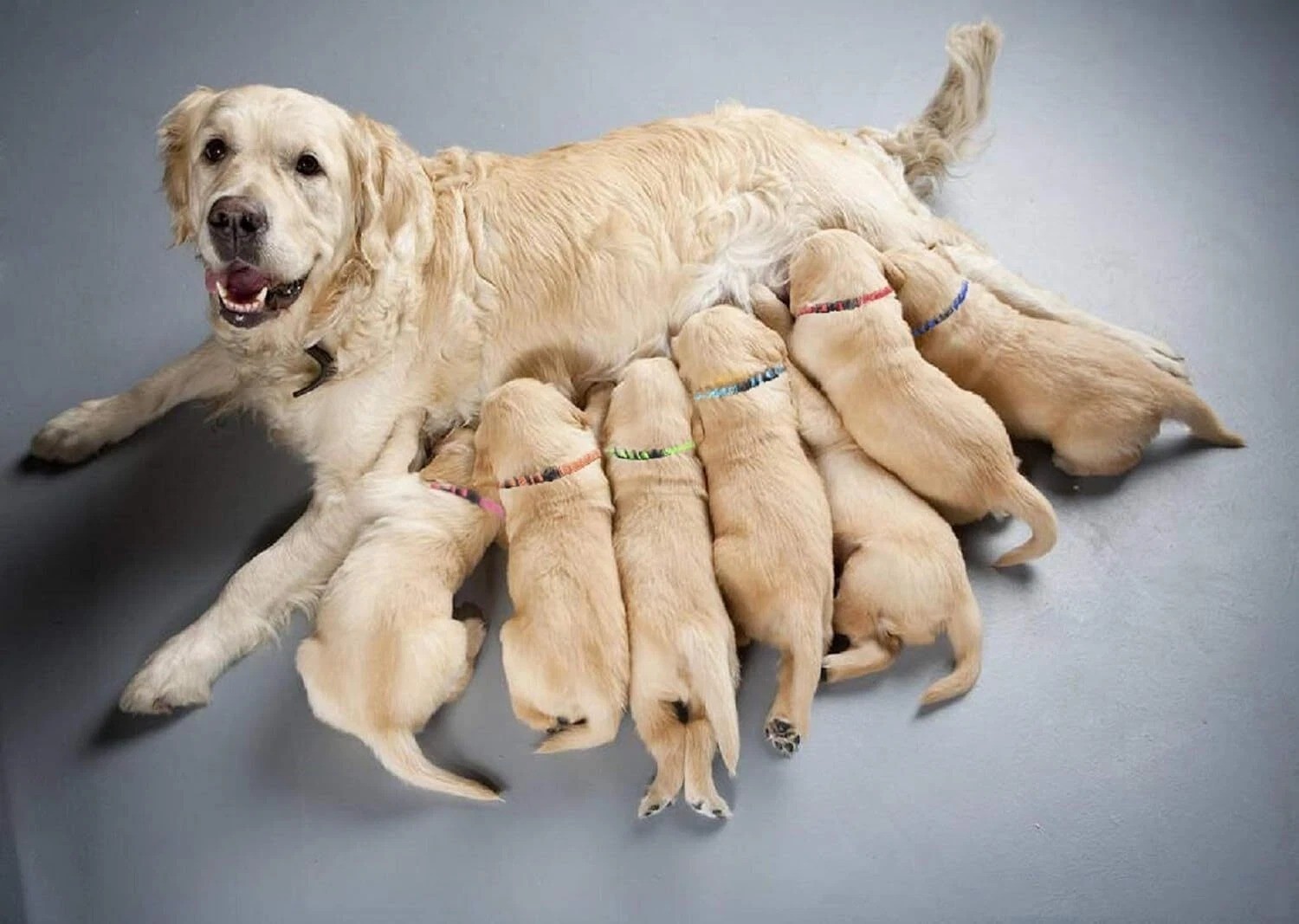 12 Pcs/Set Soft Nylon Puppy ID Collar Adjustable Whelping Breakaway Litter New
