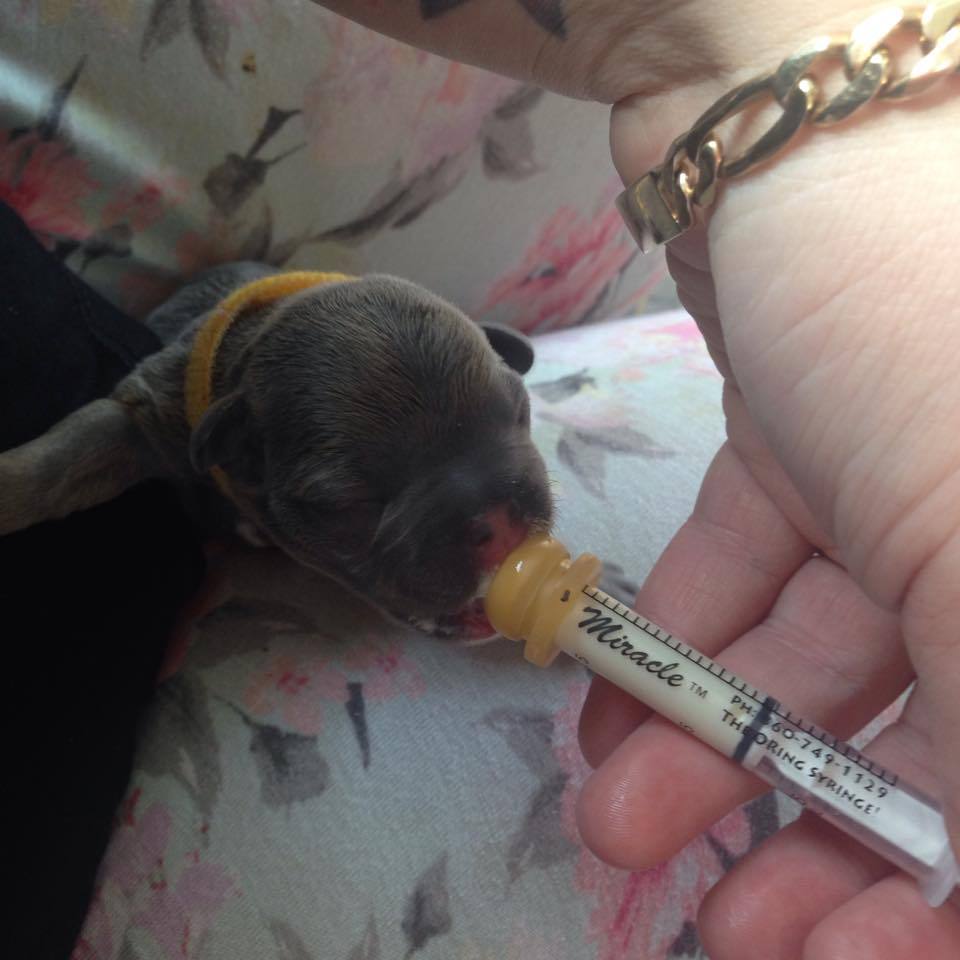 Syringe Milk Nursers with / without pre-made Hole All Size Puppy Kitten Whelping