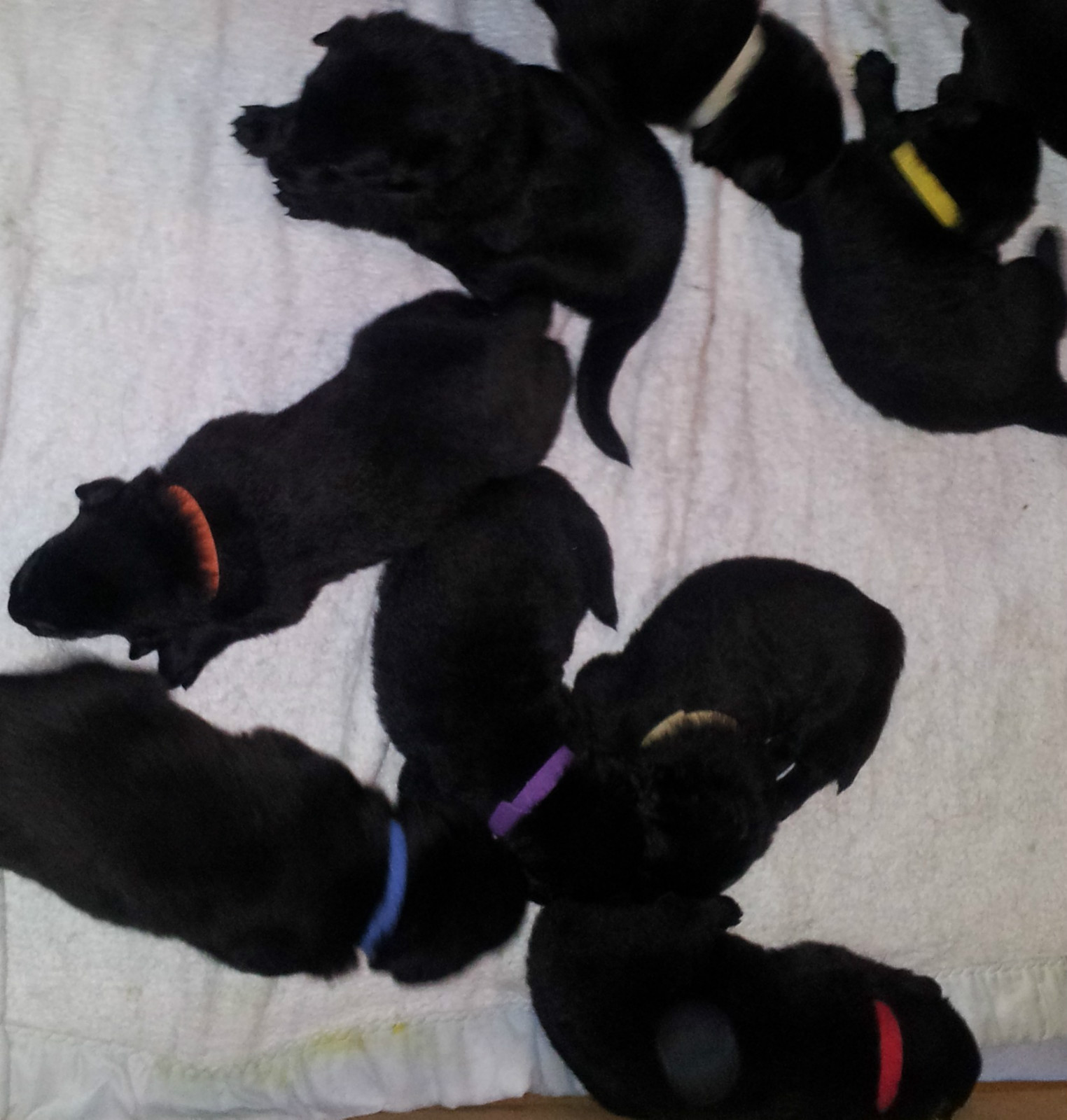 CollarSafe PUPPY ID SET – Nylon Snap Collars & Litter Bands made w/ VELCRO®brand