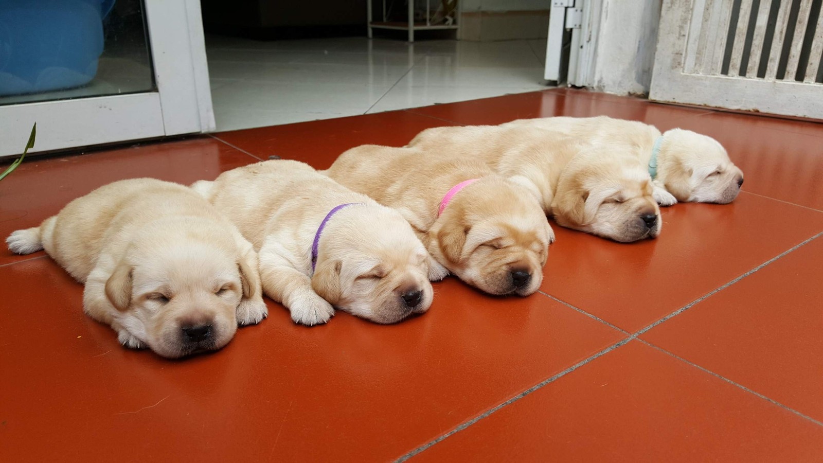 GAMUDA 20 Newborn Puppy Collars – Super Soft Double Velvet Whelping Puppy