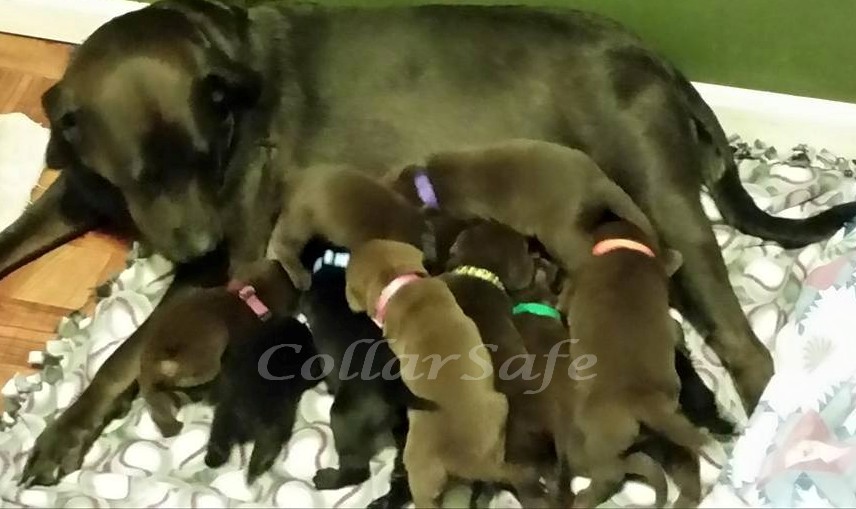 CollarSafe Set of Light Weight Soft Nylon Puppy Litter ID Snap Collars Bands