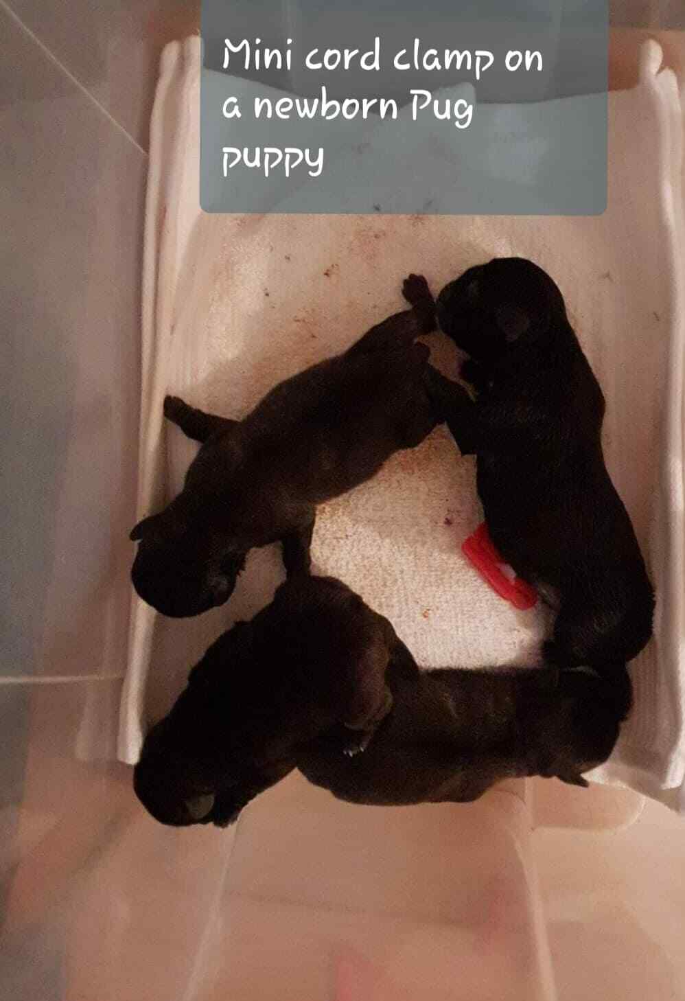 Whelping Kit Pup Kitten Aspirator Forceps Life Drops Scissors Clamps Welp