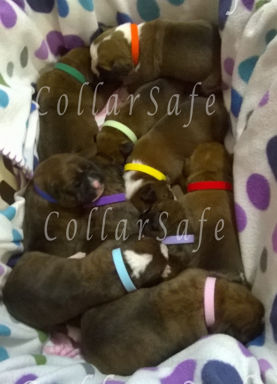 CollarSafe PUPPY ID COLLAR SET – Nylon Collars & Litter Bands – HandMADE USA
