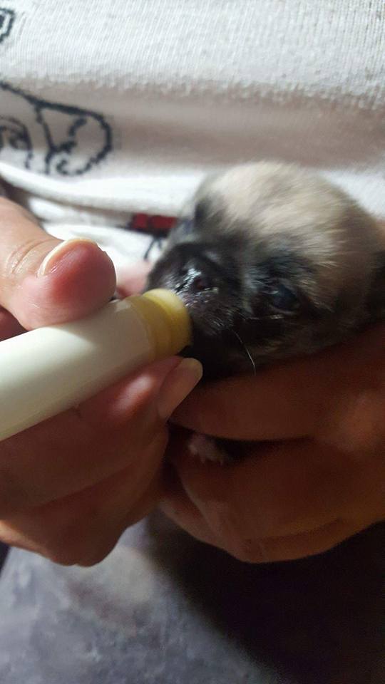 Syringe Milk Nursers with / without pre-made Hole All Size Puppy Kitten Whelping