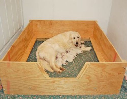 Whelping Box HEAVY DUTY Large 48×48″ w/RAILS+LINER Dog,Puppy,Pen,FreeS&H