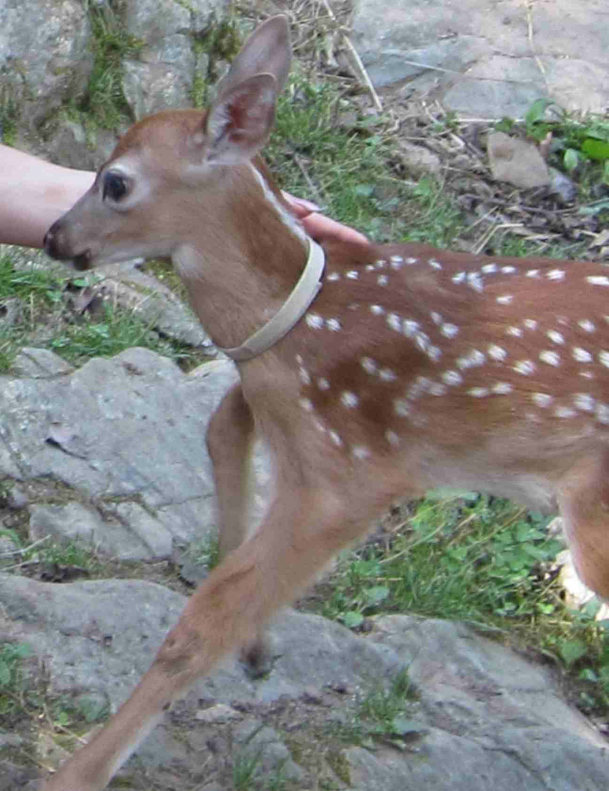 CollarSafe (16) 3/8″ Puppy ID Litter Bands Collars handmade w/ USA VELCRO® Brand