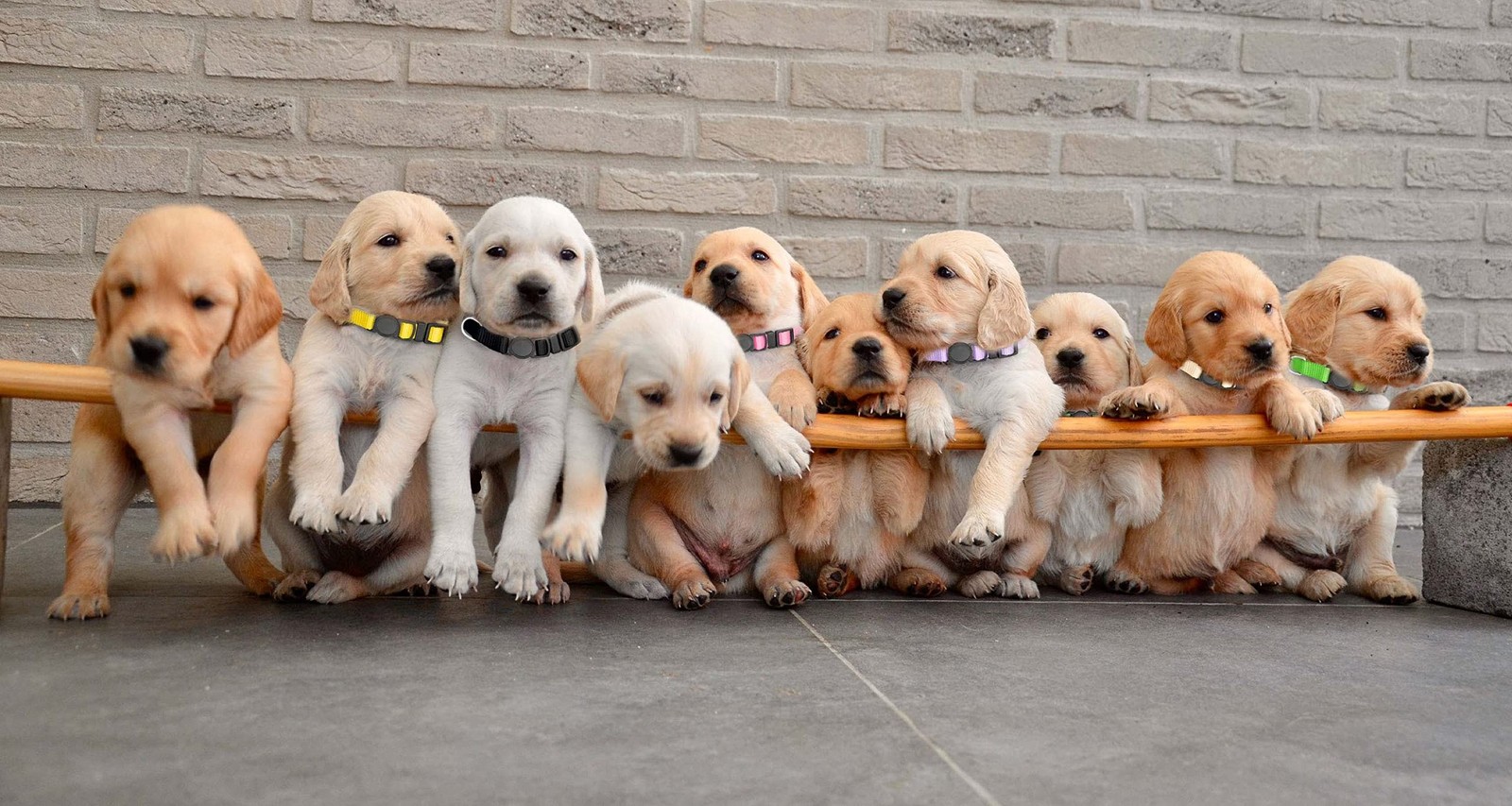 16 PCS Puppy Collars, Safety Buckle Collars for Litter Nylon Adjustable Puppy…