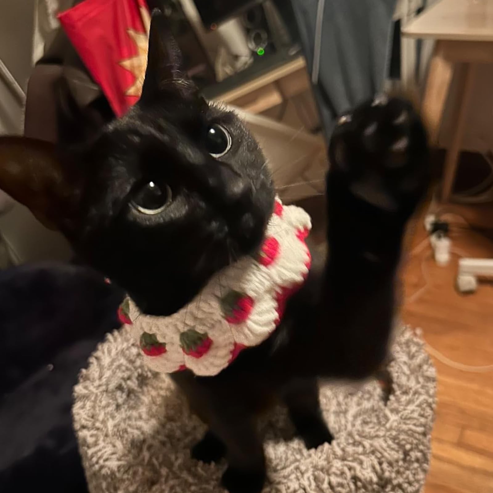 Breakaway Cat Collar Bow Tie Strawberry Pattern Bandana White Kitten S