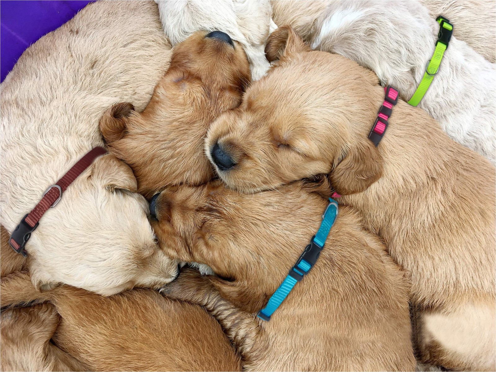 PARTNER Puppy ID Collars Identification Whelping Super Soft Nylon Adjustable …
