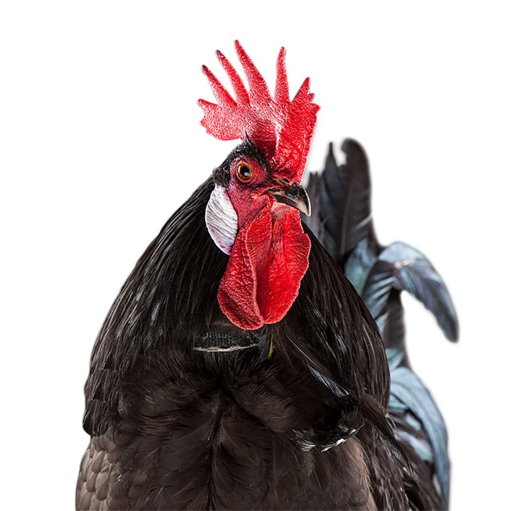 No-Crow Rooster Collar: Reduce Loud Crowing for Roosters, Pain-Free Training …