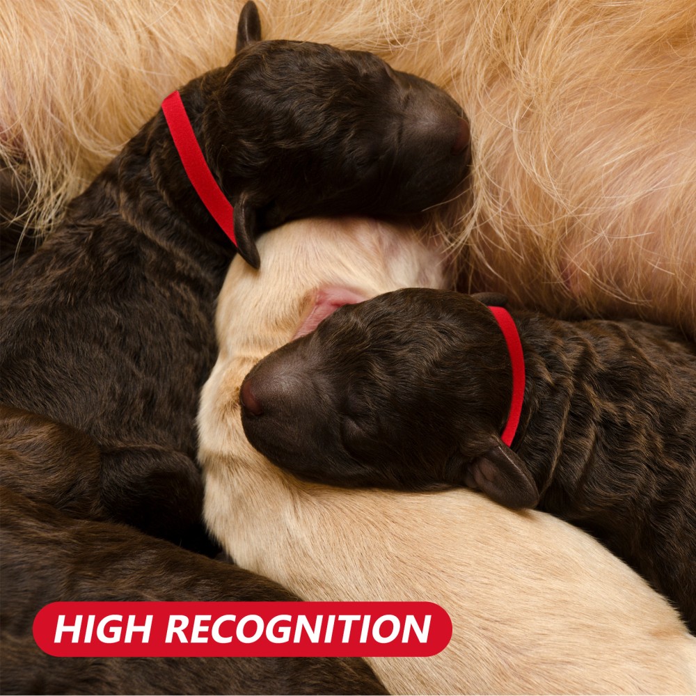 3Pcs Nylon Newborn Puppy Collar Adjustable Identification Bands For Small Dogs
