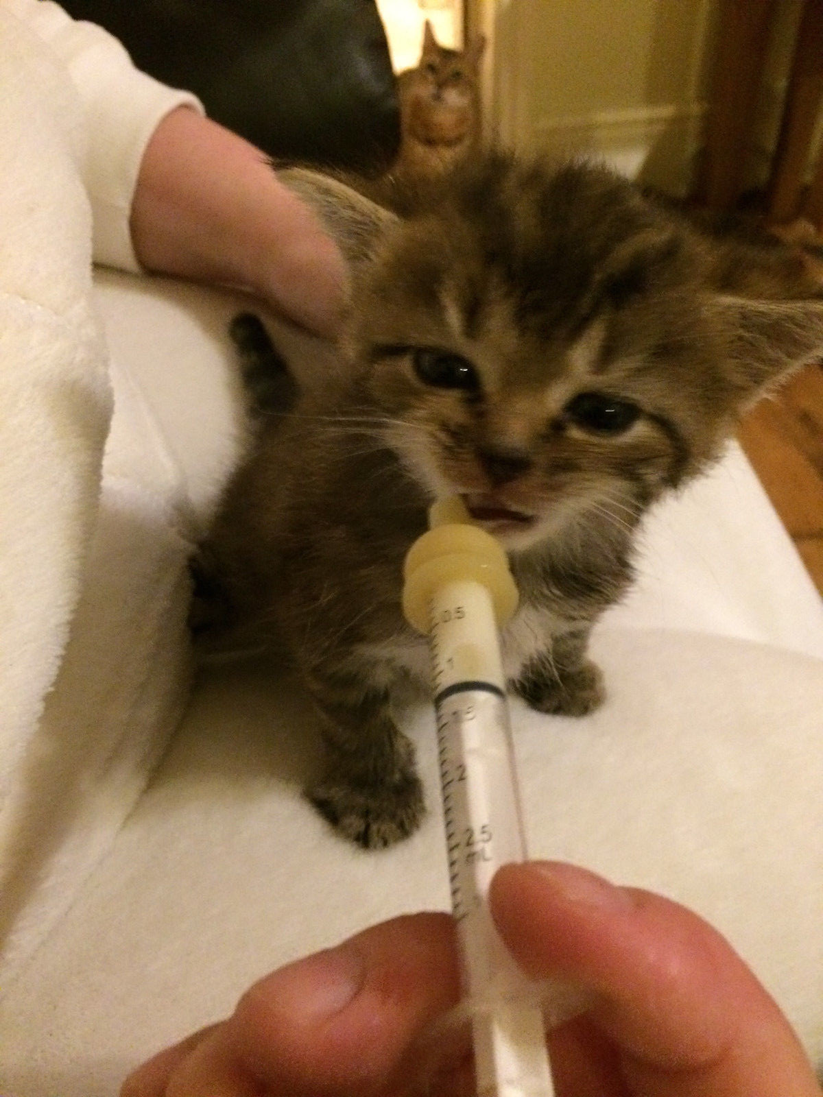 Syringe Nursers Premade Modified Nipple Teat 0.5ml-35ml Pup Kitten BREEDER PACKS