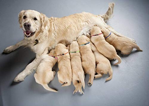 Puppy Collars for Litter,Puppy Collars for Small Puppies Soft Nylon Safety Whelp