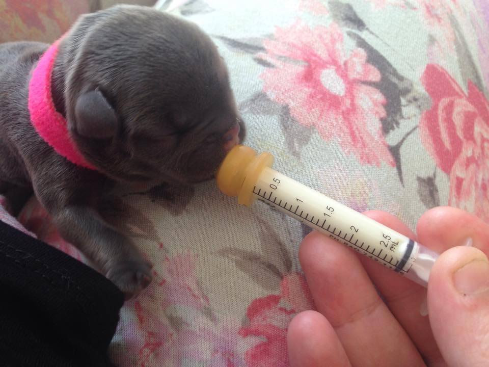 Milk Syringe Nursers With Teats Kitten Toy Small Breed Whelping Essential