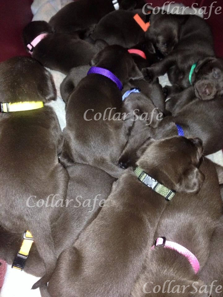 CollarSafe PUPPY ID COLLAR SET – Nylon Collars & Litter Bands – HandMADE USA
