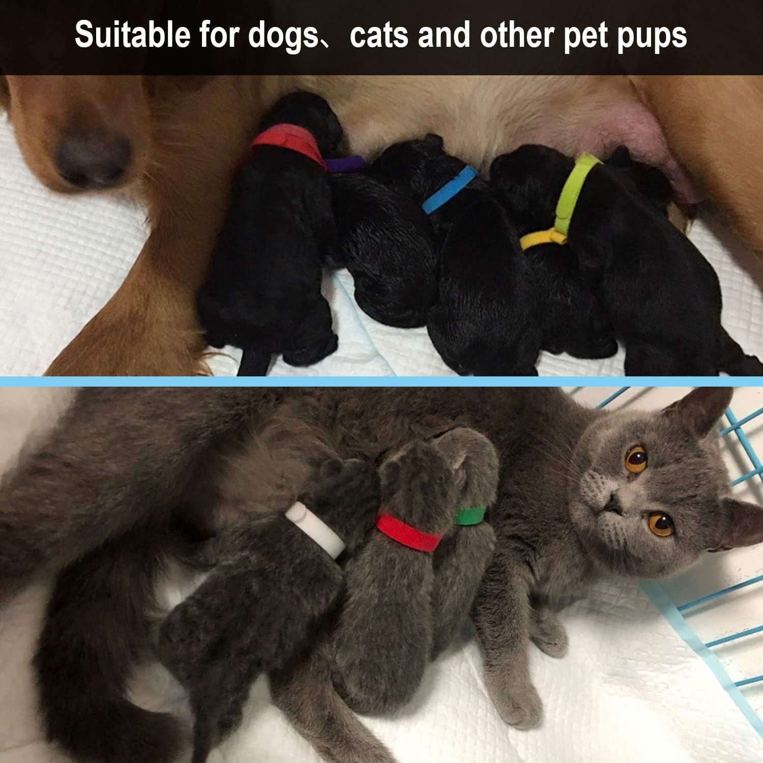 Comfortable Double-Sided Whelping Collars – 15 Colors for Newborn Dogs & Cats