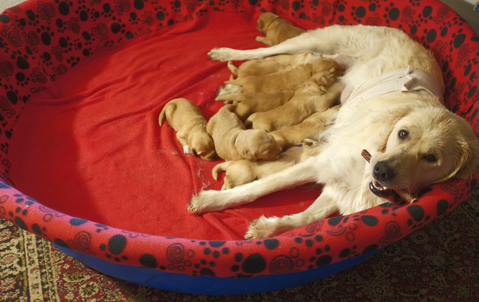 FREE USA SHIPPING Small Fleece Breeder Bundle for Dogs 0-24 Pounds