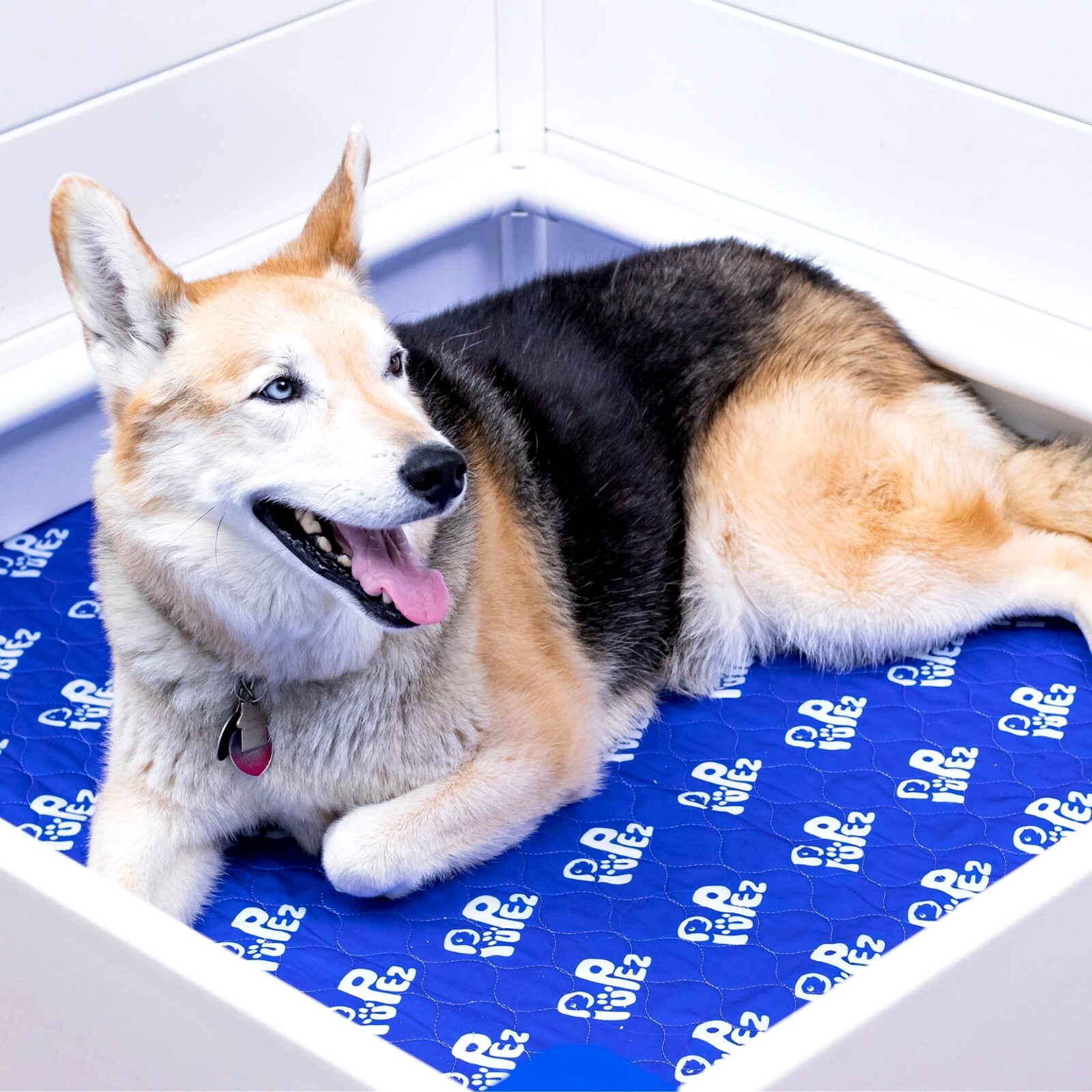 Whelping Box for Dog+*BONUS PUPPY RAIL* | ALL BREEDS | 48″x48″x18″ (GRAY)