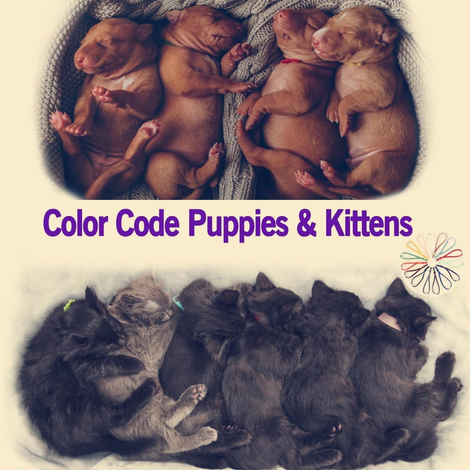 Stretchy Whelping Collars for Kittens and Small Puppies, 15 Colors 60Pcs Asso…