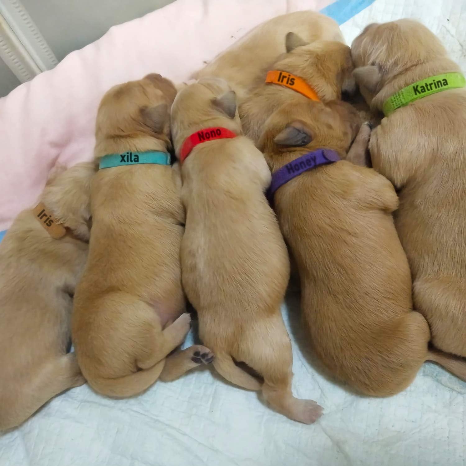 Comfortable Double-Sided Whelping Collars – 15 Colors for Newborn Dogs & Cats