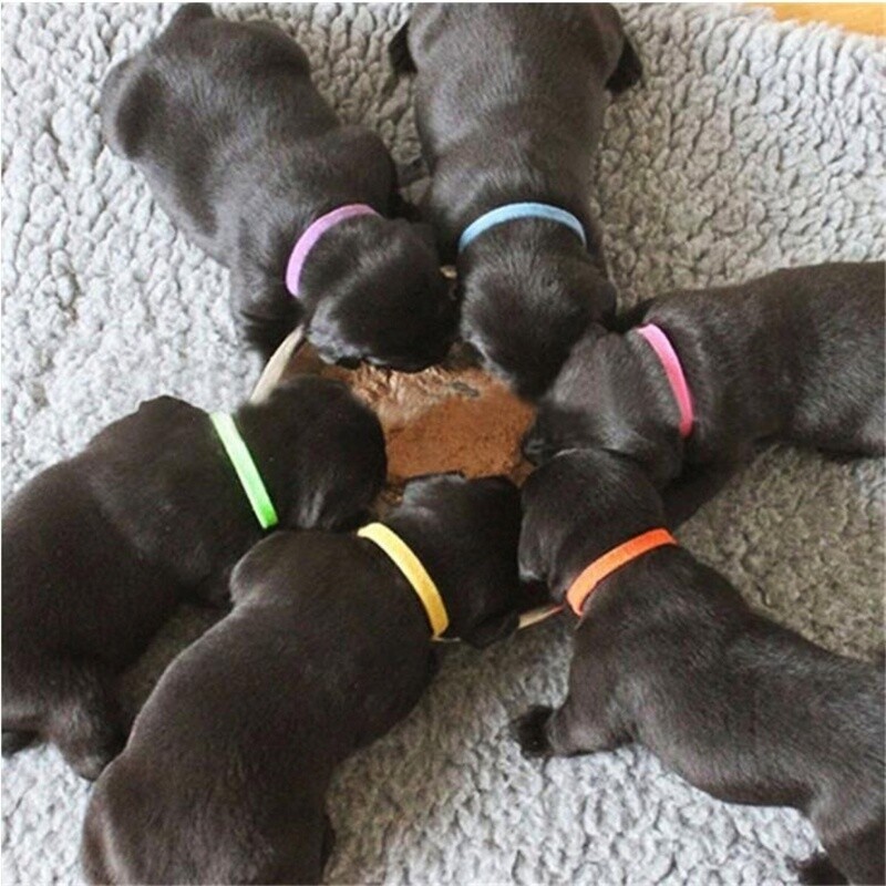12 Whelping ID Collars Newborn Puppy & Kitten Identification Bands Breeder Nylon