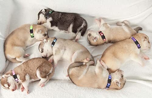 14 PCPuppy Collars for Litter Puppy ID Collars Glow in The Dark S