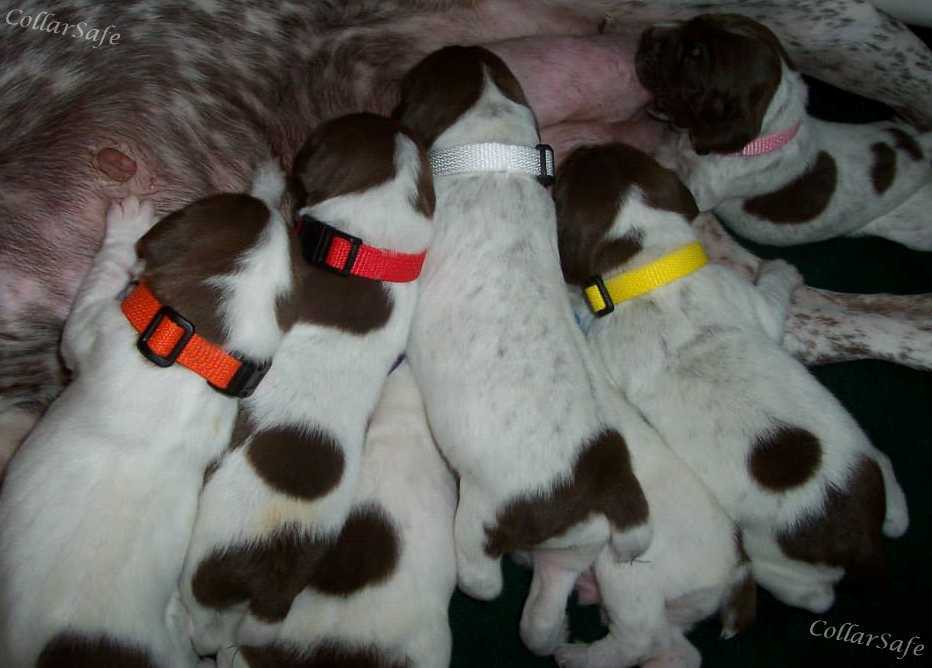 CollarSafe Set of Light Weight Soft Nylon Puppy Litter ID Snap Collars Bands