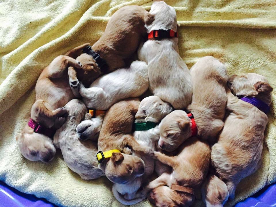 CollarSafe Set of Light Weight Soft Nylon Puppy Litter ID Snap Collars Bands
