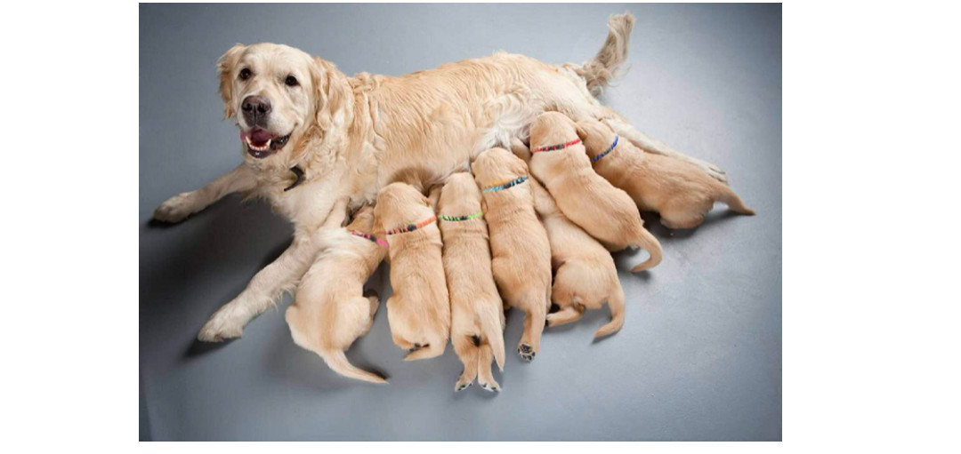 Soft Nylon Puppy ID Collar Adjustable Whelping Breakaway Litter Multi 12 Pc Set