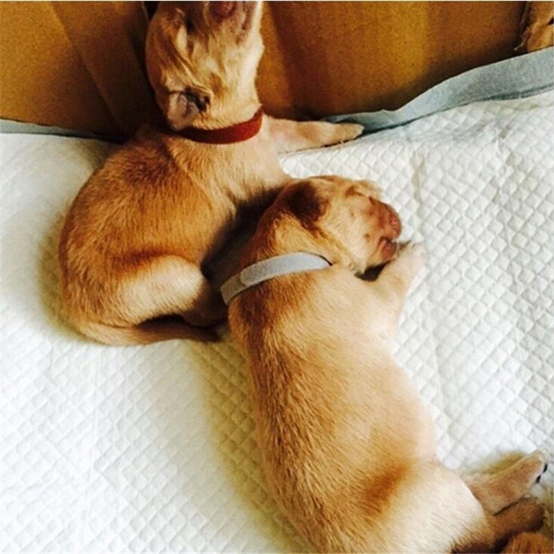 12 Whelping ID Collars Newborn Puppy & Kitten Identification Bands Breeder Nylon