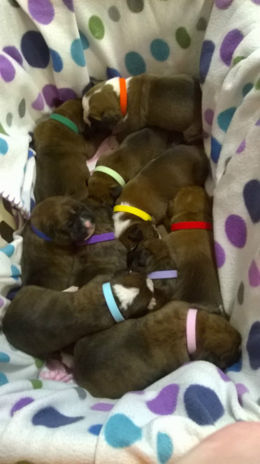 CollarSafe (16) 3/8″ Puppy ID Litter Bands Collars handmade w/ USA VELCRO® Brand