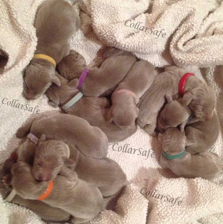 CollarSafe PUPPY ID SET – Nylon Snap Collars & Litter Bands made w/ VELCRO®brand