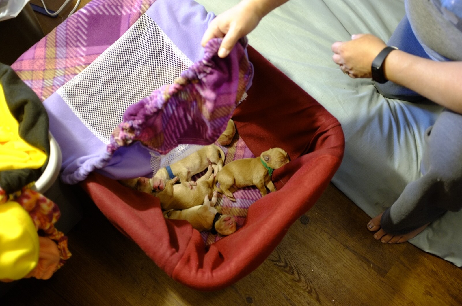 SHIPS FREE USA! Laundry Basket Fleece Liner Breeder Bundle for Whelping Puppies