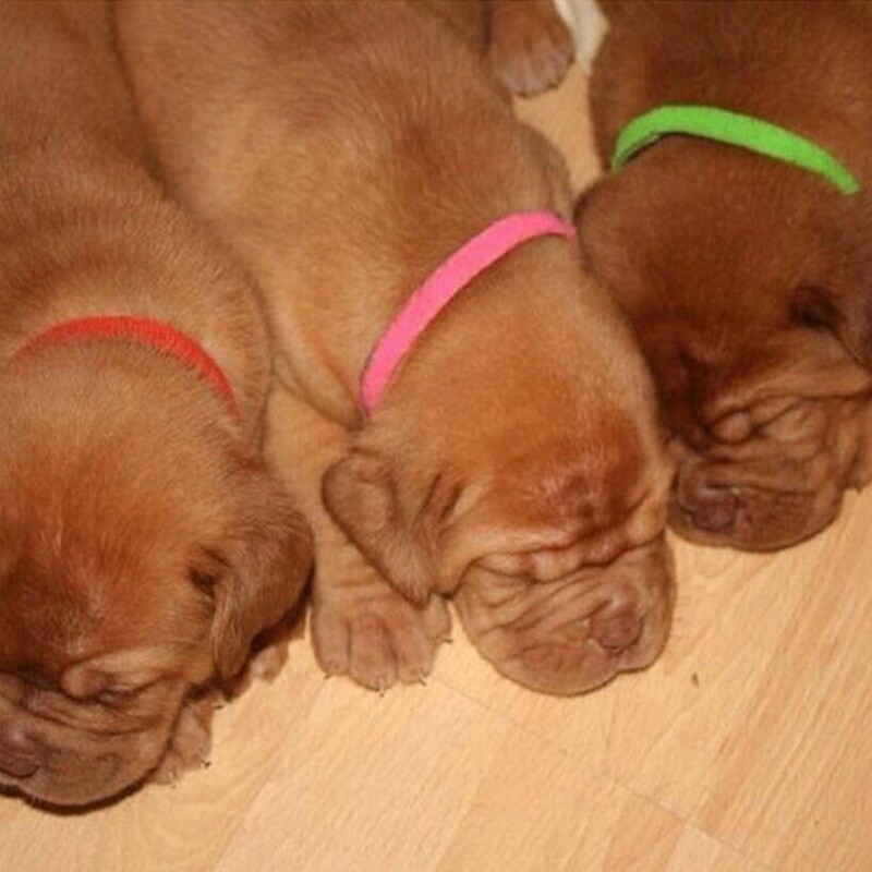 12 Whelping ID Collars Newborn Puppy & Kitten Identification Bands Breeder Nylon