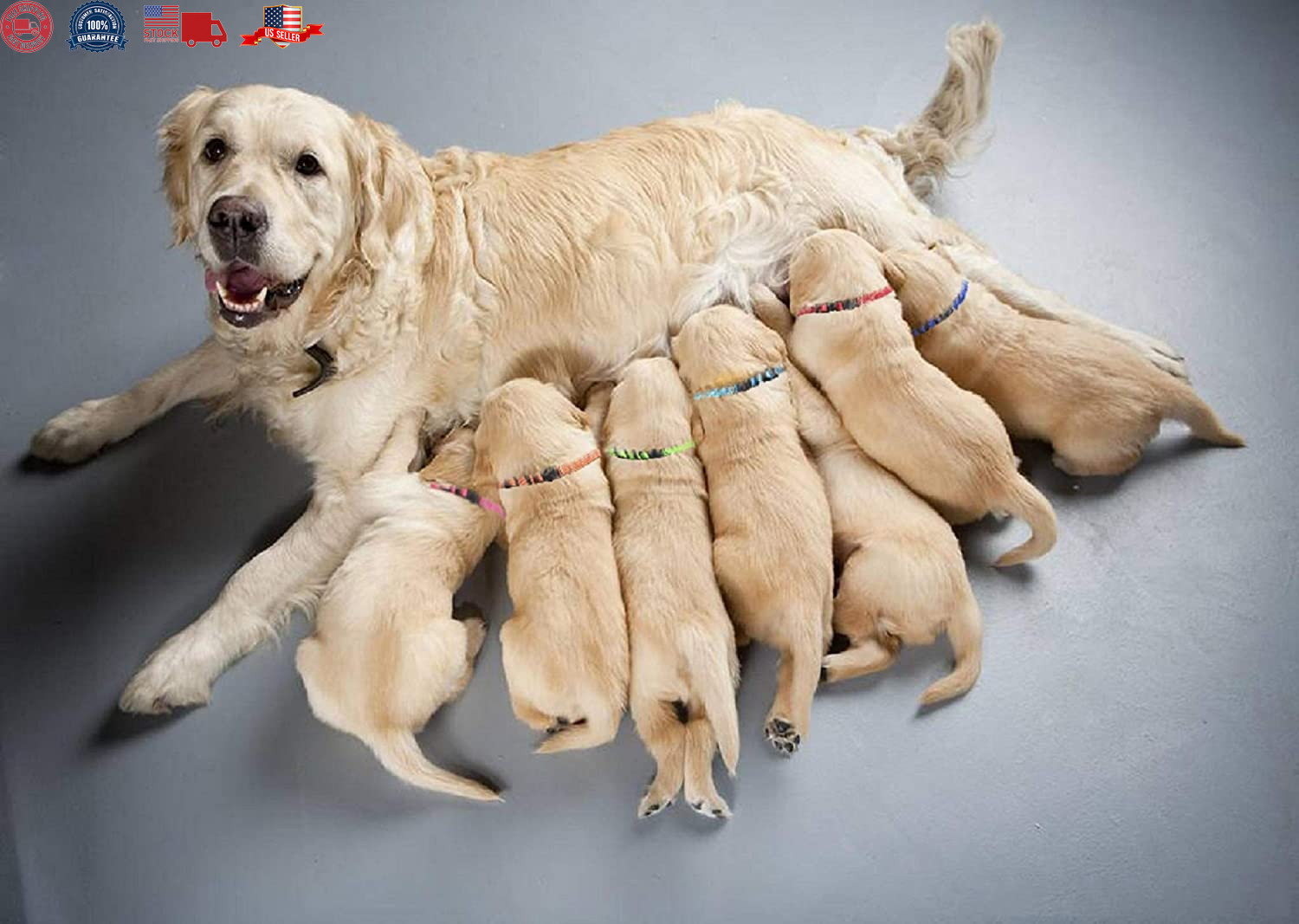 12 Pcs/Set Soft Nylon Puppy ID Collar Adjustable Whelping Breakaway Litter New