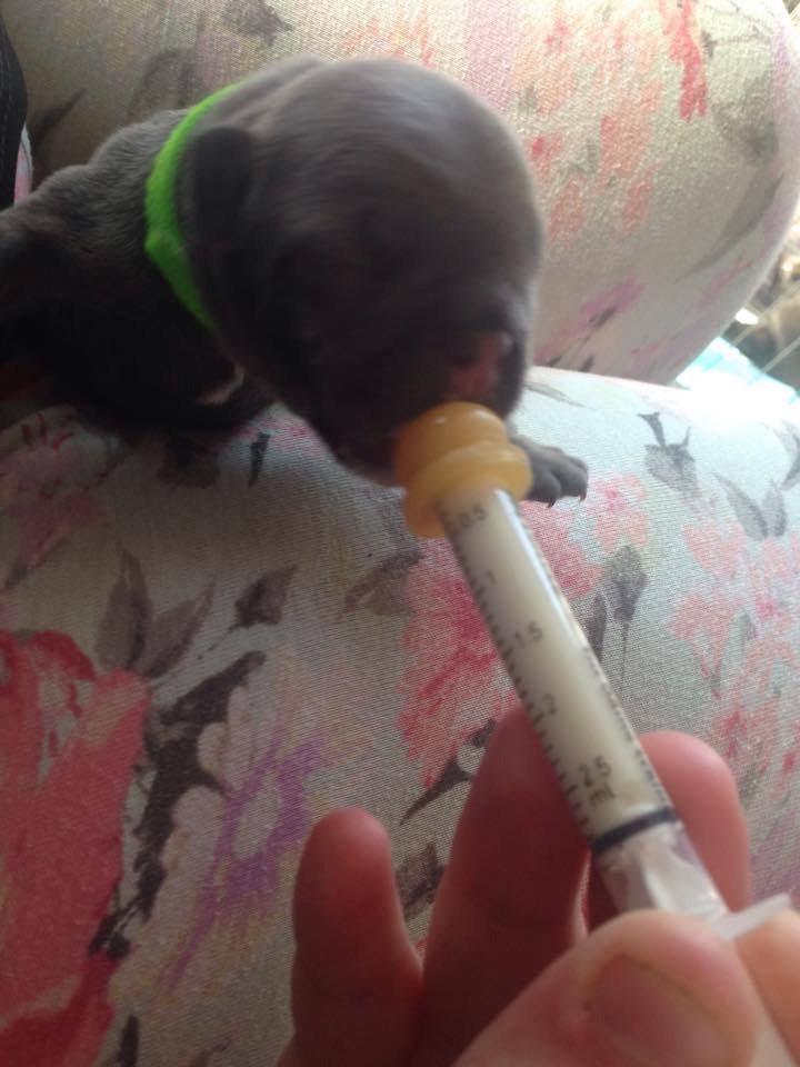 Syringe Nursers Premade Modified Nipple Teat 0.5ml-35ml Pup Kitten BREEDER PACKS