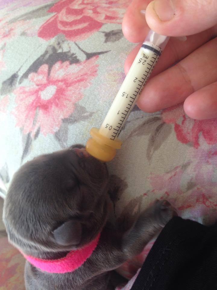 Syringe Milk Nursers with / without pre-made Hole All Size Puppy Kitten Whelping