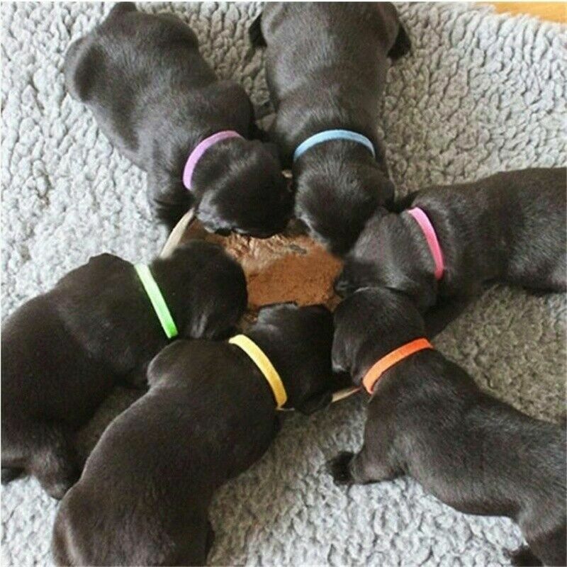 12 Whelp ID Collars Newborn Puppy & Kitten Identification Bands Breeders Fun Pet