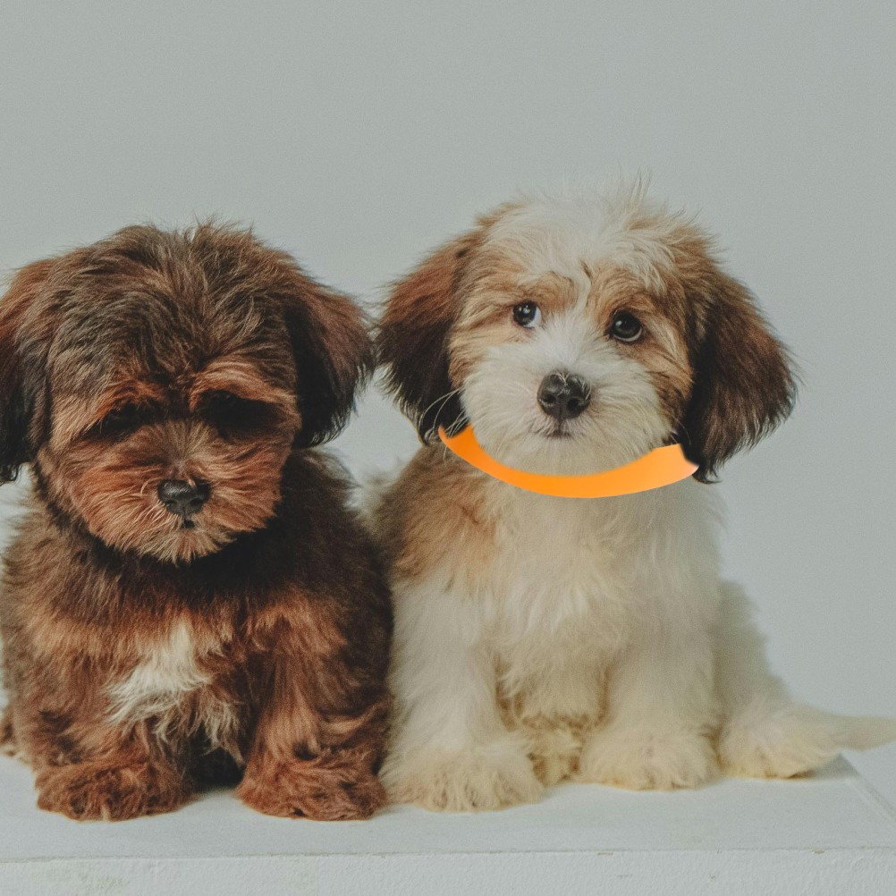 100 PCS Pet Collars Newborn Puppy Identification Dog Tag Tags for Small Dogs