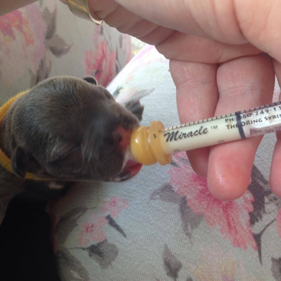 3 Pk Syringe Milk Nurser Pre-made Hole 2, 3, 5 ml Puppy Whelping Breeder Choice