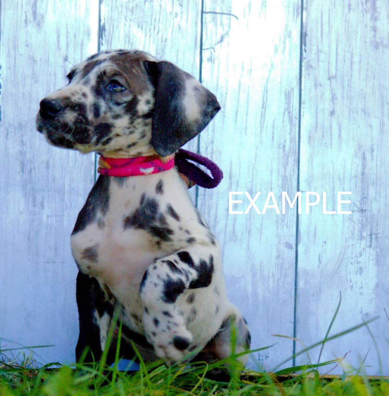 20 Puppy Collars for Litter, 10 Colors Puppy Whelping Collars, Double