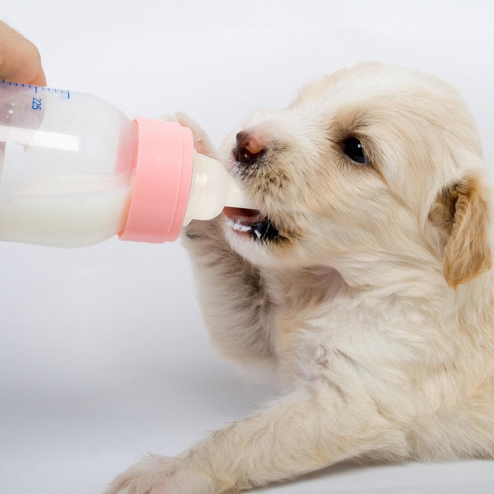 40Pcs Reusable Silicone Pet Feeding Nipples Soft Safe Pacifiers for Small Pets