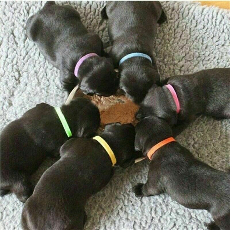 12 Whelping ID Collars Newborn Puppy & Kitten Identification Bands Breeder Nylon