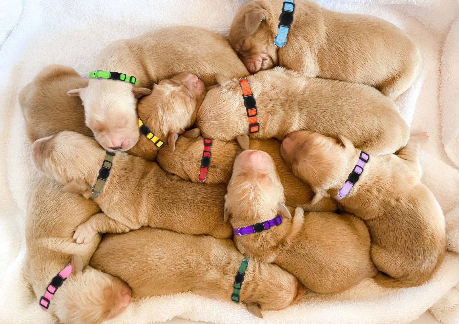 20 Pack Puppy Collars,Puppy Collars for Small Puppies Safety Buckle Soft Nylo…