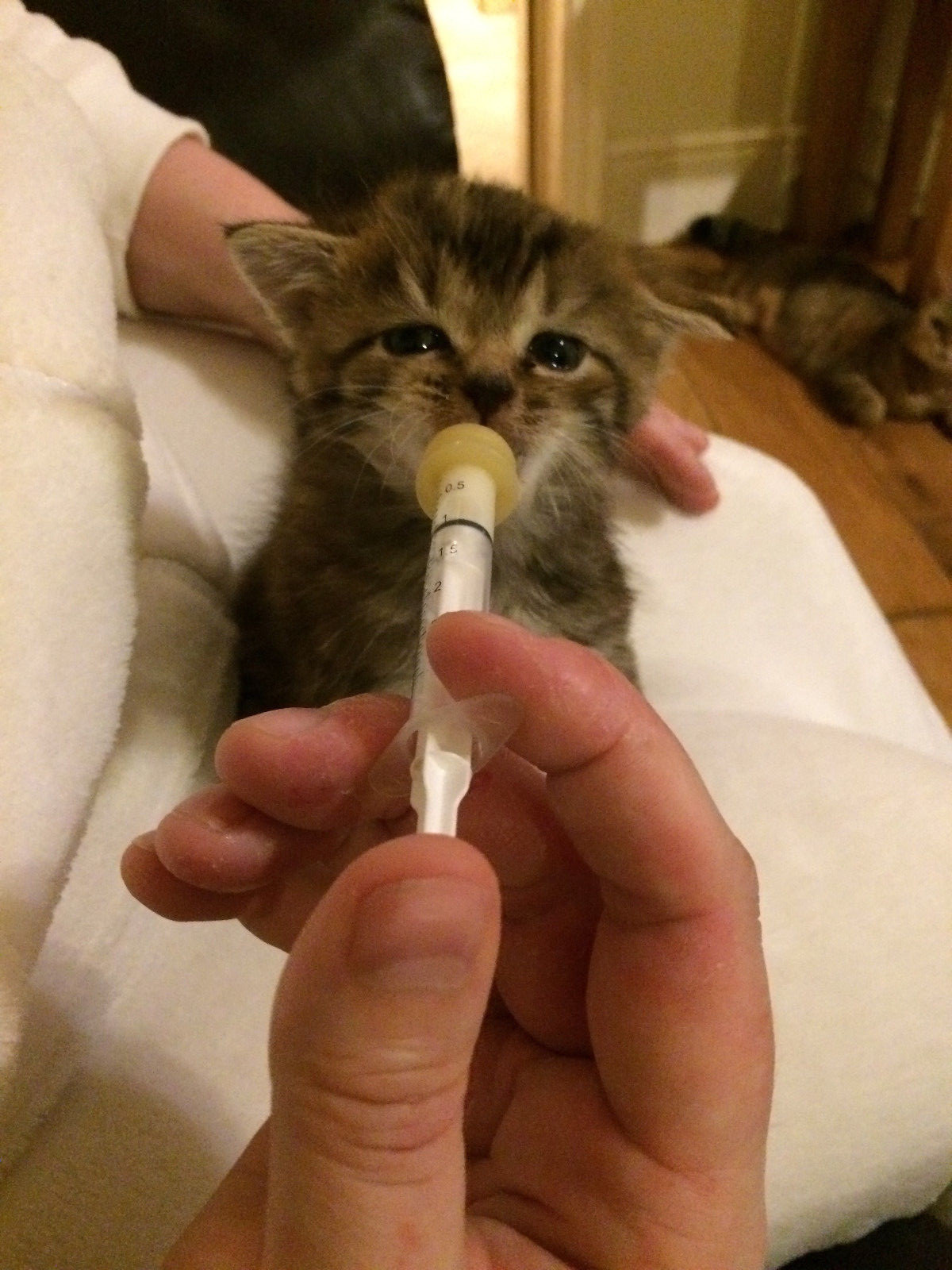 Syringe Milk Nursers with / without pre-made Hole All Size Puppy Kitten Whelping