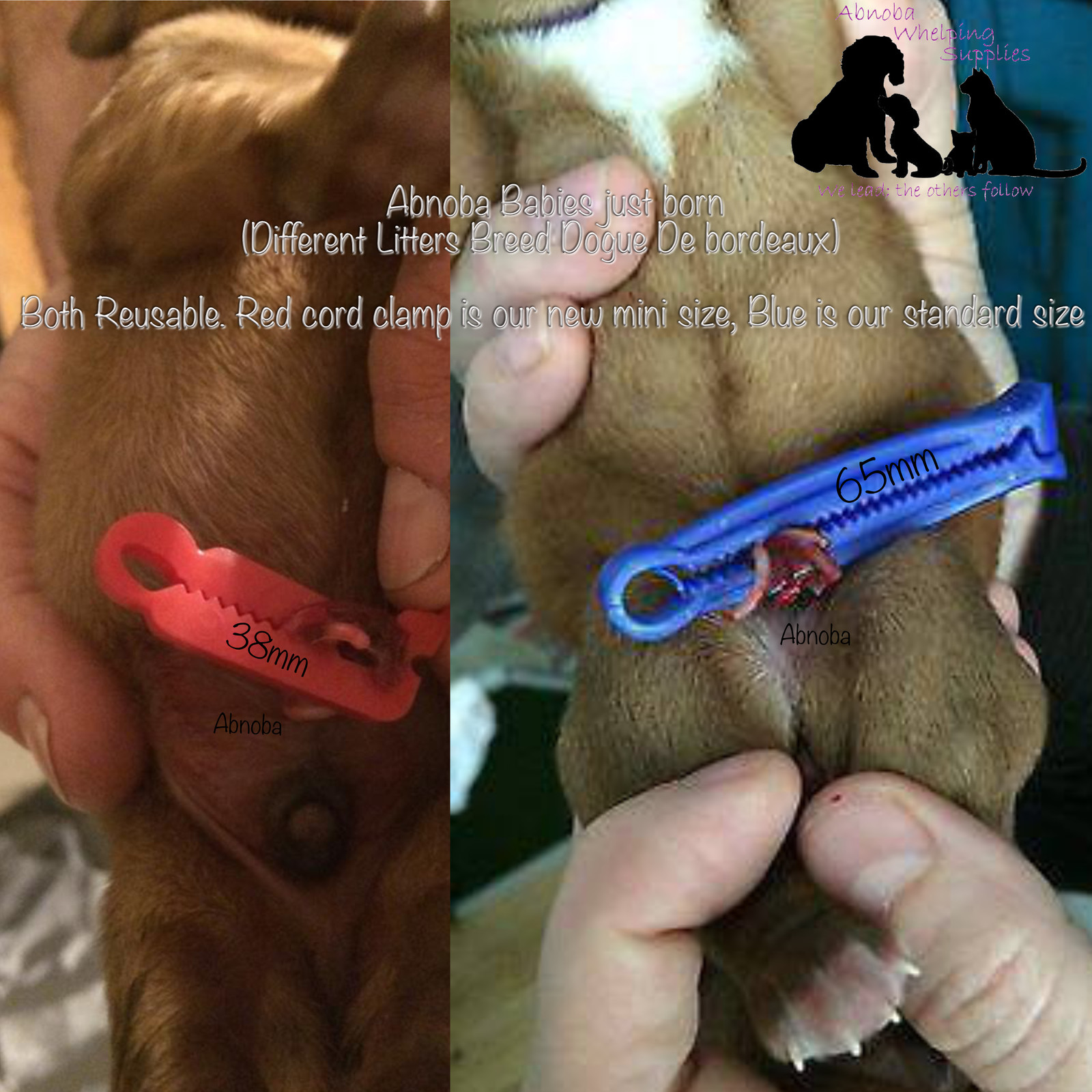 Alpha Dog Mini Puppy cat Whelping Kit Cord Clamp Forceps Iodine pet birthing set