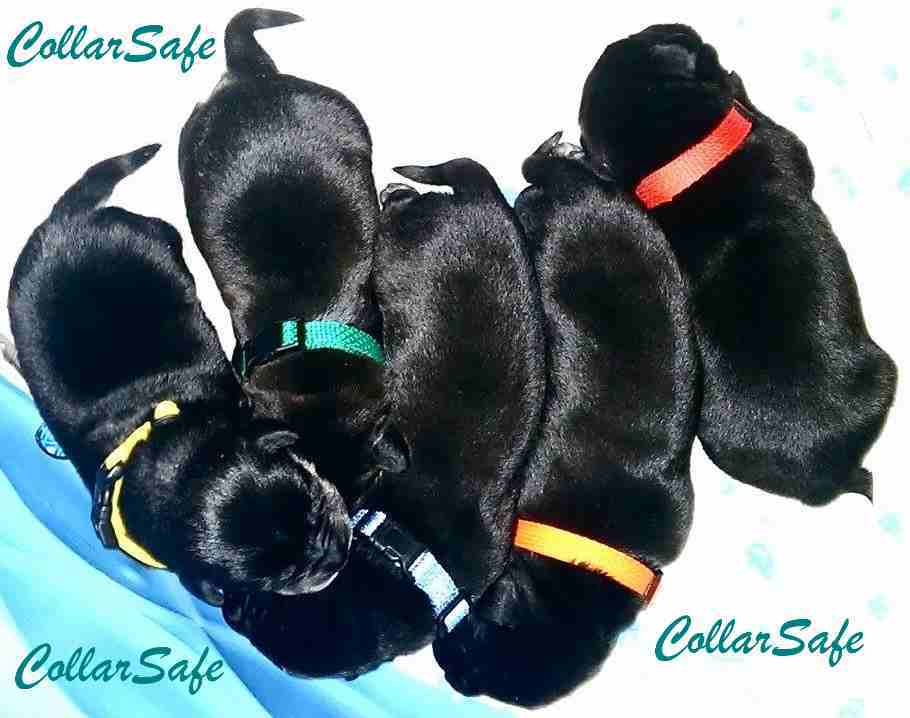 CollarSafe Set of Light Weight Soft Nylon Puppy Litter ID Snap Collars Bands